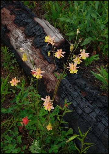 2009 Rod Bacon photo