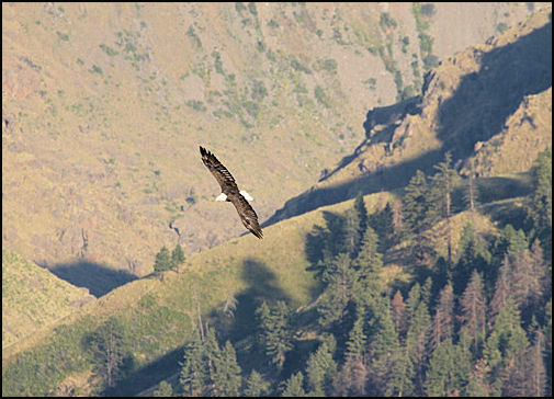 2009 Rod Bacon photo