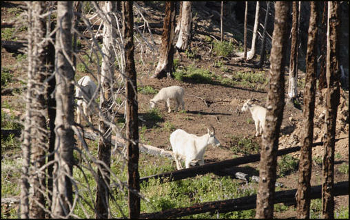 2009 Rod Bacon photo