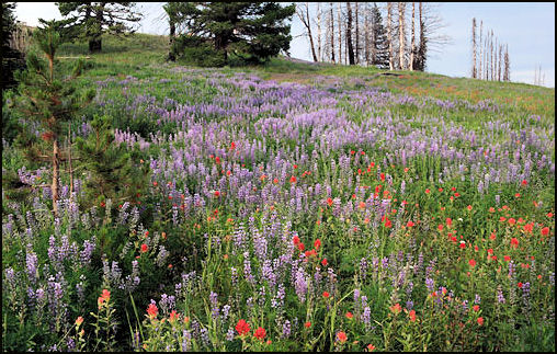 2009 Rod Bacon photo