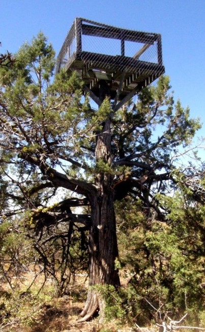 Lookout Tree - Located 1000 yards east of the lookout structure - 2008