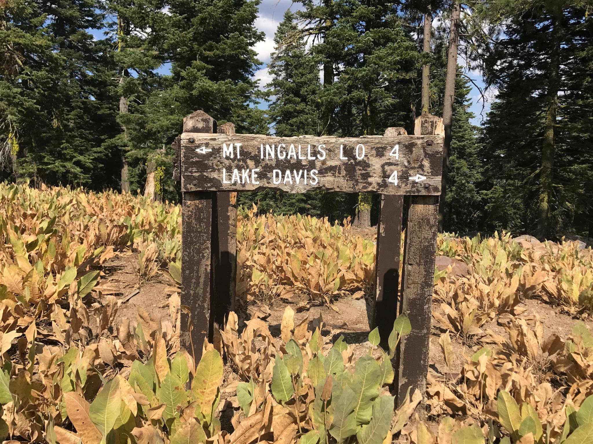Road to Mount Ingalls Lookout Site - 2004