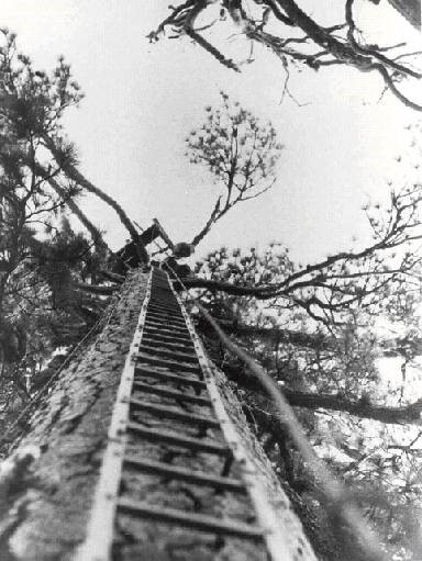 100 foot tree platform - 1938