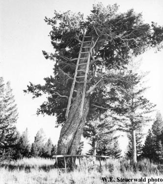 Crow's Nest Tree Lookout nearby - 1963