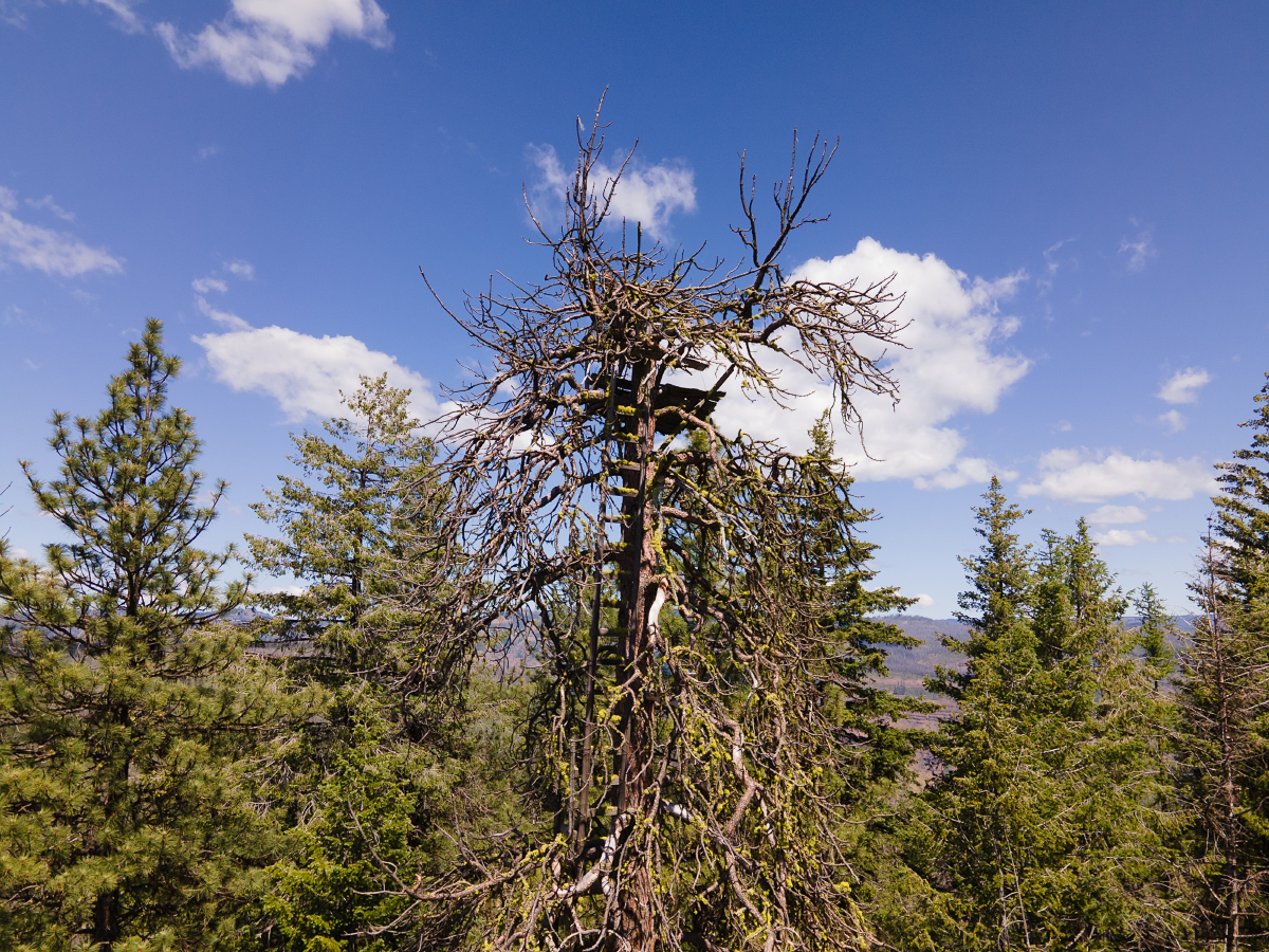 Earlier crows nest lookout in July 2021